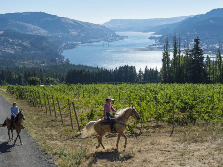 Reflections on Washington State Wines And Why Everyone Should Be Drinking Them Now